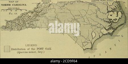 . Holzbäume und Wälder von North Carolina . Florida Küste reduziert auf einen niedrigen Strauch. Es kommt in der Regel in armen Boden von Massachusetts Süd-tonorthern Florida, und im Westen durch südlichen Ontario und Michi-gan zu östlichen Nebraska, Kansas, und Indian Territory, und intocentral Texas, und ist sehr häufig in den Golfstaaten westlich des Mississippi. In diesem Zustand, wo es bis zu einer Höhe von 50 und einem Durchmesser von 4 Fuß wächst, kommt es in der größten Anzahl vor und erreicht seine größte Größe in den piemontesischen Grafschaften. Hier bildet sie mit der weißen Eiche einen großen Teil des zweiten Wachstums im Wald und im alten Feld Stockfoto