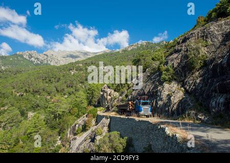 Frankreich, Haute Corse, Vivaro, im Wald von Verghello, Evakuierung von Holz in LKW montiert Heizungen halb gefüllt Kran wegen der Steilheit der Steigung umgewandelt werden Stockfoto