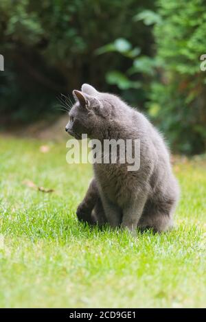 Britische Kurzhaarkatze sitzt auf dem grünen Rasen im Herbstgarten und schaut zur Seite. Laub von Hecken im Hintergrund. Stockfoto