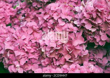 Hortensie rosa Blumen Stockfoto