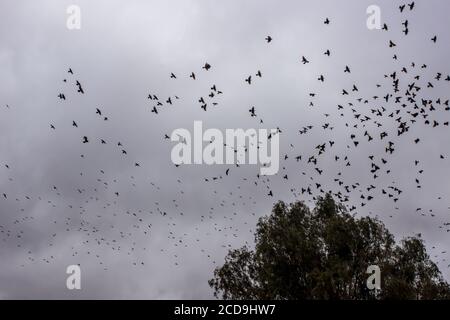 Eine große Stare-Schar im Flug gegen einen dunklen, unheilvoll bedeckten Himmel, in den Cederberg-Bergen, Westkap, Südafrika Stockfoto