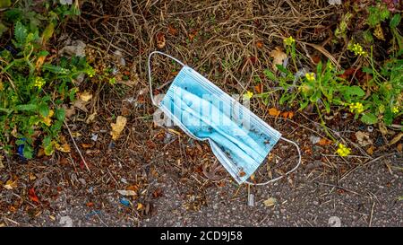 Weggeworfene chirurgische Gesichtsmasken liegen auf dem Boden in einem park, wo Hunde gehen Stockfoto