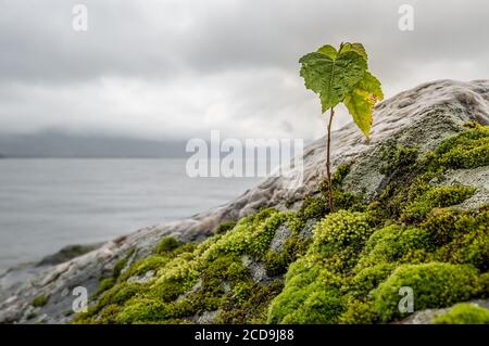 Eine Birke sprießt auf einem Stein mit Moos mit Regentropfen auf den Blättern vor dem Hintergrund eines nebligen Bergsee Stockfoto