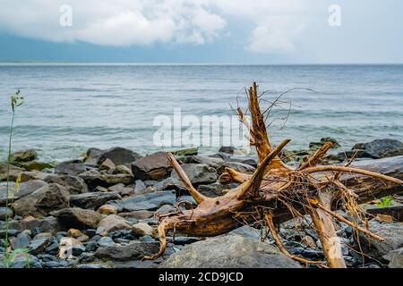 Die nasse Wurzel eines alten Schneckens eines Sinkens Baum liegt am felsigen Ufer des Sees in Regnerisches nebliges Wetter Stockfoto