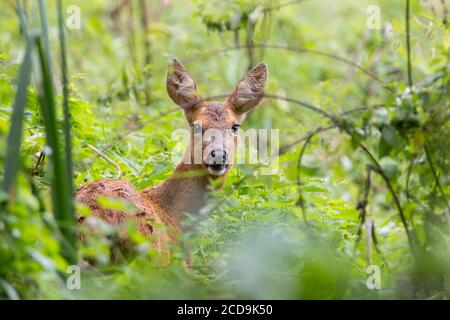 Reh Capreolus capreolus weibliche Rehe ruht im Unterholz hat große Ohren schwarze Nase braun rötlich Fell. Kleinster unserer beiden einheimischen Hirsche in Großbritannien. Stockfoto