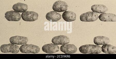 . Gemüseanbau. Ein Handbuch über den Anbau von Gemüse für den Hausgebrauch und Vermarktung . der Belüftung. In milderen Abschnitten werden Pota-Zehen durch den Winter in solchen Gruben gelagert, aber es ist hier undurchführbar. Aber auch in Minnesota, Kartoffeln können sicher sein- KARTOFFEL. 197 ly über Weinrebe in Gräben oder Gruben unter dem Boden gemacht gehalten, obwohl ein guter Keller ist ein begehrenswerter Ort. Zu diesem Zweck sollte die Grube nicht groß sein; eine gute Größe ist vier Fuß breit und tief und nicht mehr als sechs Fuß lang. Es sollte filledheaping voll mit den Kartoffeln und bedeckt mit sechs Zoll Stroh und achtzehn o Stockfoto