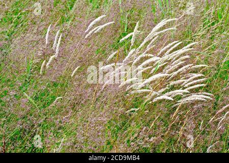 Ein abstraktes Bild einer Vielzahl von langen Gräsern, die auf einer Wiese wachsen. Stockfoto