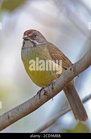 Zapata Sparrow (Torreornis inexpectata inexpectata) Erwachsener auf dem Zweig Zapata Halbinsel, Kuba März Stockfoto