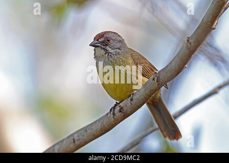 Zapata Sparrow (Torreornis inexpectata inexpectata) Erwachsener auf dem Zweig Zapata Halbinsel, Kuba März Stockfoto