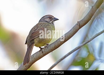 Zapata Sparrow (Torreornis inexpectata inexpectata) Erwachsener auf dem Zweig Zapata Halbinsel, Kuba März Stockfoto