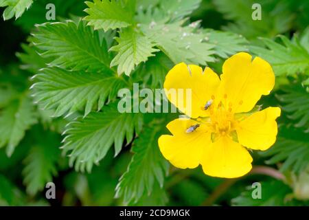 Silberweed (potentilla anserina), Nahaufnahme einer einsamen Blume, die durch die Blätter der Pflanze wächst. Stockfoto