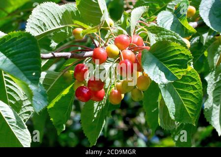 Wilde Kirsche (prunus avium), Nahaufnahme der Früchte oder Kirschen, die auf dem Baum reifen. Stockfoto