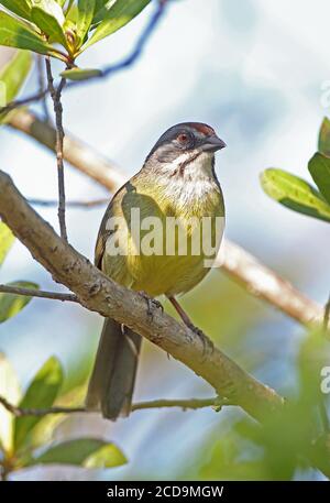 Zapata Sparrow (Torreornis inexpectata inexpectata) Erwachsener auf dem Zweig Zapata Halbinsel, Kuba März Stockfoto