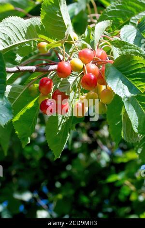 Wilde Kirsche (prunus avium), Nahaufnahme der Früchte oder Kirschen, die auf dem Baum reifen. Stockfoto