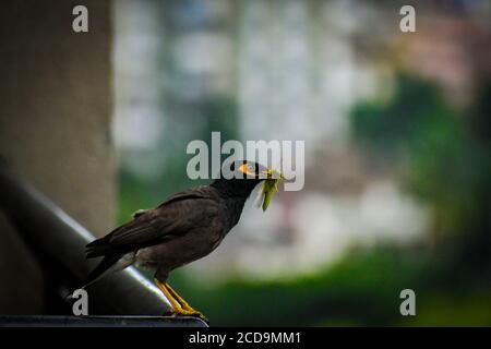 Die gewöhnliche Myna oder indische Myna, ist ein Mitglied der Familie Sturnidae aus Asien.ein Allesfresser offener Waldvogel mit einem starken territorialen Instinkt. Stockfoto