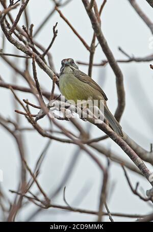 Zapata Sparrow (Torreornis inexpectata varonai) Erwachsener auf Zweig (Unterart endemisch zu Cayo Coco) Cayo Coco, Kuba März Stockfoto