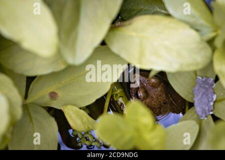 Wilder Frosch versteckt sich im Laub in einem Gartenteich Stockfoto