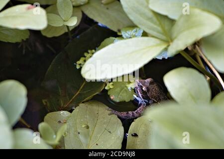 Wilder Frosch versteckt sich im Laub in einem Gartenteich Stockfoto