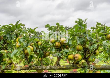 Espalier gewachsener Apfel 'Egremont Russet'. Stockfoto