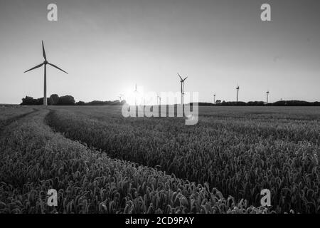 Graustufenaufnahme einer Windmühle in der Mitte eines Weizenfarm Stockfoto