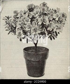 . Bauernhof und Garten jährlich : Frühjahr 1913 . e 15c bis 50c je. Buschige Pflanzen, 3 große Pflanzen in einem Topf. 1.25EUR Sprengerii – EINE Art, die für die Schönheit und Feinheit ihrer satten grünen, hängenden Wedel, die häufig eine Länge von 4 Fuß erreichen, bemerkenswert ist, was sie zu einer sehr nützlichen Pflanze für dekorative Zwecke macht. Preis 10c bis 50c pro Stück. ? AZALEEN. Die Azalea ist zweifellos die attraktivste unserer blühenden Hauspflanzen. In voller Blüte ist das Laub buchstäblich hinter einer soliden Masse von Blütenständen versteckt, die in Farbe und Vielfalt reichen, von reinem Weiß über alle Schattierungen von Rosa bis zu tiefem Karmesin Stockfoto