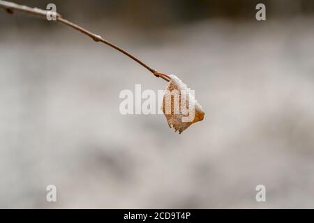 HAREID, NORWEGEN - 2016. NOVEMBER 10. Gefrorenes orangefarbenes Blatt mit Frost an den Rändern. Stockfoto