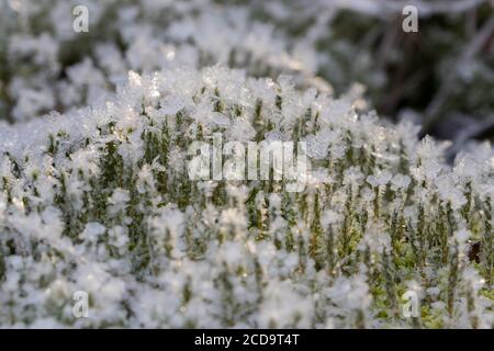 HAREID, NORWEGEN - 2016. NOVEMBER 10. Eiskristalle bedecken alle kleinen grünen Pflanzen. Stockfoto