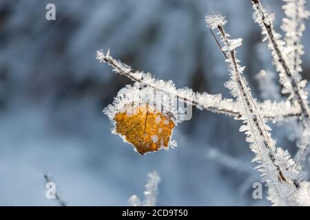 HAREID, NORWEGEN - 2016. NOVEMBER 10. Gefrorenes orangefarbenes Blatt mit Frost am Rand. Stockfoto