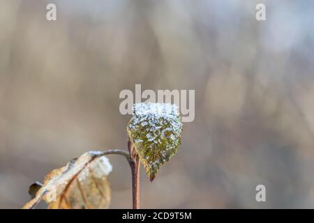 HAREID, NORWEGEN - 2016. NOVEMBER 10. Eiskristalle auf einem grünen Blatt. Stockfoto