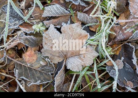 HAREID, NORWEGEN - 2016. NOVEMBER 10. Gefrorene Blätter auf dem Feld mit Herbstfarbe. Stockfoto