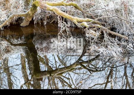 HAREID, NORWEGEN - 2016. NOVEMBER 10. Eiskristalle auf dem Baum mit Spiegelspiegel auf dem Wasser. Stockfoto