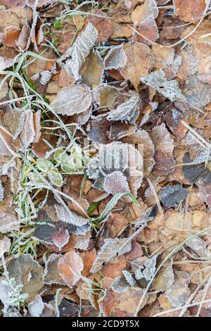 HAREID, NORWEGEN - 2016. NOVEMBER 10. Gefrorene Blätter auf dem Boden mit Herbstfarbe. Stockfoto