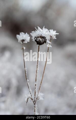 HAREID, NORWEGEN - 2016. NOVEMBER 10. In der Nacht bildeten sich auf einer Blume Eiskristalle. Stockfoto