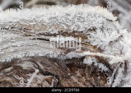 HAREID, NORWEGEN - 2016. NOVEMBER 10. Eiskristalle bildeten sich auf einem toten Baum während eines starken Frosts. Stockfoto