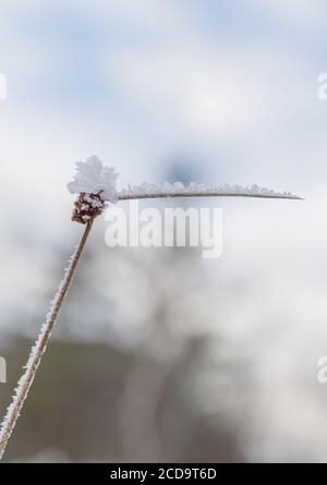 HAREID, NORWEGEN - 2016. NOVEMBER 10. Eiskristalle bildeten sich auf einer Blumenpflanze. Stockfoto