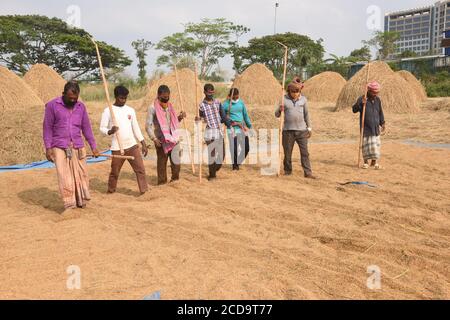 Bangladeschischer Landwirtschaftsarbeiter trocknet Reisig nach der Ernte während der Regierung auferlegt Lockdown als vorbeugende Maßnahme gegen die COVID-19 coronavi Stockfoto