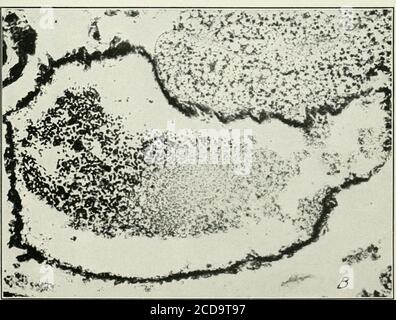 . Journal of Agricultural Research . Journal of Agricultural Research Vol. XVIII, No. 8 Weitere Studien zu Sorosporella uvella Plate 56 Stockfoto