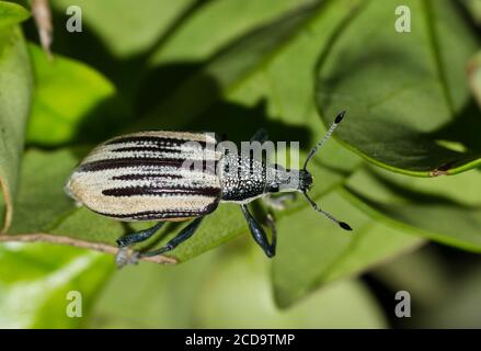 Diappes Root Weevil kriecht durch üppiges Laub in Houston, TX. Ein zerstörerisches Insekt, das viele Arten von Pflanzen, insbesondere Zitrusfrüchte, beschädigen kann. Stockfoto