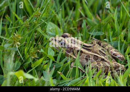 Schöner Northern Leopard Frosch im Gras Stockfoto