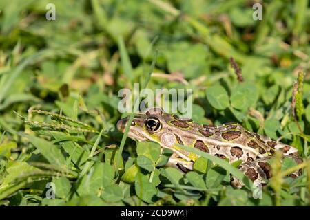 Schöner Northern Leopard Frosch im Gras Stockfoto