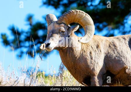 Ein Porträt eines männlichen großen Horn Schafe Stockfoto