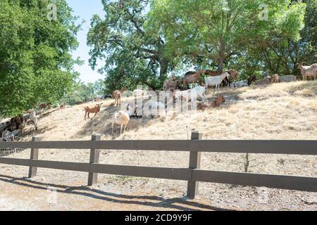 Ziegen grasen auf einem Hügel auf dem Bishop Ranch Open Space in San Ramon, Kalifornien, Teil eines Programms, um Ziegen zur Vegetationskontrolle und Rasenmähen während der Waldbrände der Region, 26. Juni 2020, zu verwenden. () Stockfoto