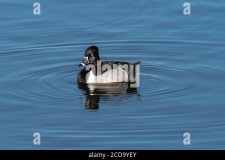 Rings-Ente (Aythya collaris) Stockfoto