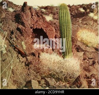 . Lagerfeuer auf Wüste und Lava . Aus einer Fotografie von J. M. Phillips. Das Schafsbett in der Lava Nische, und der Sentinel Cactus die Lava ist mit weißen spröden Büschen garniert. Ein GROSSER TAG MIT DEN SCHAFEN 253 viele Male an diesem Tag sah der Gipfel sehr nahe und verlockend aus, Und für die Tatsache, dass wir uns nicht vorstellen konnten, den Doktor und Herrn Sykes zu verhindern, würden wir einen Ansturm auf die Spitze havemade, sobald unsere Schafe tot waren, unabhängig davon, wieder ins Lager zu kommen. Aber das Messen, das Fotografieren und das Ankleiden der Kadaver verging viel mehr Zeit, als wir dachten, und bevor wir uns bewusst wurden Stockfoto