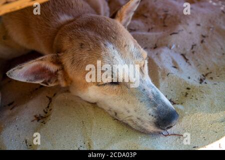 Gelber Hund schläft auf Sand. Porträt von Haustiertieren. Flauschiger gelber Hund, der im Sonnenlicht ruht. Sommer Outdoor-Szene mit Hund. Haustiere auf der Straße. S Stockfoto