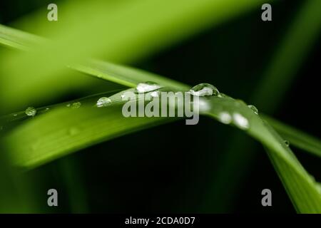 Nahaufnahme von Wassertropfen, die nach Regen auf grünen Blättern im Garten Rollen Stockfoto