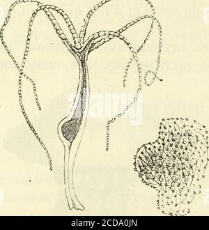 . Histoire naturelle des drogues simples : ou Cours d'histoire naturelle professé a l'École supérieure de Pharmacie de Paris . de chaux ; ce sel se dépose dansla Partie inférieure du Corps et constitue autant de petits poly-Piers pierreux, dont quelques-uns restent isolés, comme les acti-nies ; Mais la plupart des autres (?nillepores, caryophylltes, astrées,méandrines, etc.), que Linné réunissait sous le nom de madré-pores, forment, par leur réunion, des masses considérables, et cesont eux principalement qui concourent a la Formation des îlesdites de corail, dont il a été question plus haut. D Stockfoto