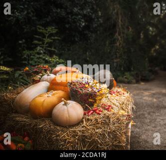 Festliches Herbststillleben mit Kürbissen und Gemüse Stockfoto