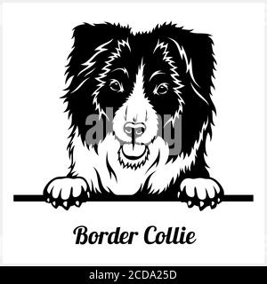 Border Collie - Peeking Dogs - Rasse Gesicht Kopf isoliert Auf Weiß Stock Vektor