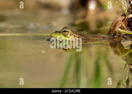 Selektiver Fokus des iberischen grünen Frosches (Pelophylax perezi), zwischen Lilienpads. Spanien Stockfoto